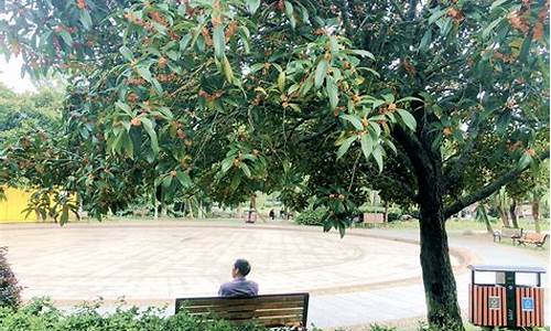 桂花飘香太监家猜生肖_桂花飘香是指什么生肖