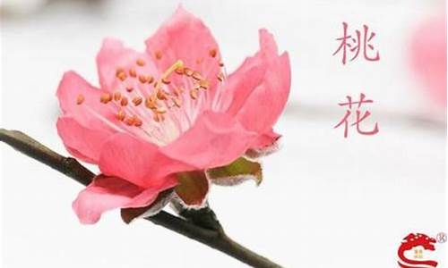 2017年桃花旺的生肖是什么_2017年桃花旺的生肖