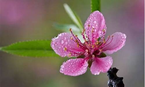 春雨润花是指什么生肖_春雨润花是指什么生肖动物