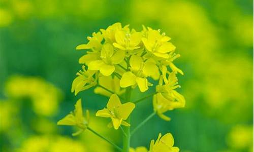 油菜花猜生肖_油菜花解什么生肖