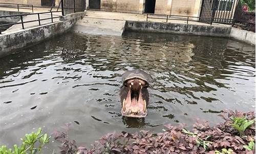 合肥用动物代表什么生肖_合肥有什么动物园