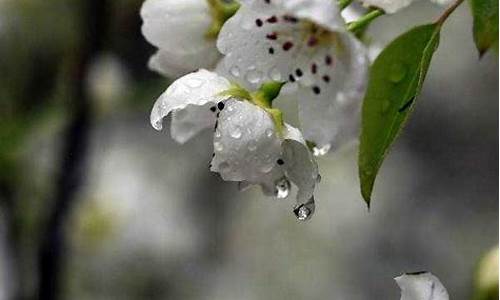 雨打犁花是什么生肖_雨打梨花是何生肖