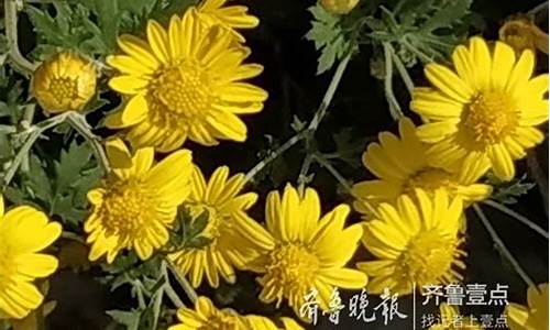 满地野花香是什么歌_满地野菊花解什么生肖