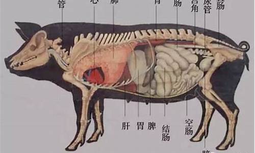 猪头虎尾是什么动物生肖_虎头猪尾是什么意思