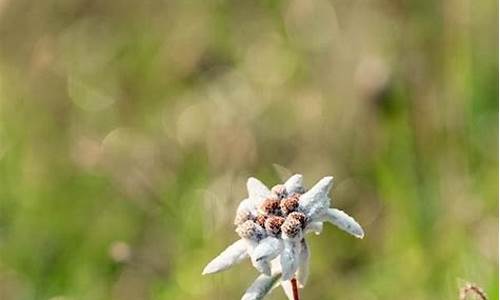 什么动物似雪花指什么生肖_什么生肖像雪花