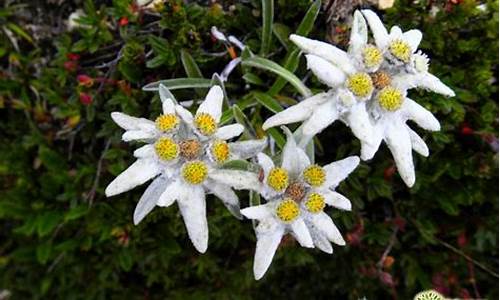 雪绒花是什么生肖_雪绒花的含义是什么意思