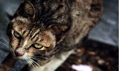 梦到野猫意味着什么生肖和动物_梦到野猫意味着什么生肖