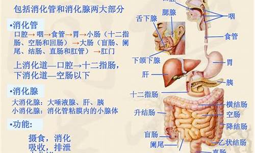 消化道是哪些生肖动物_消化道是哪些生肖