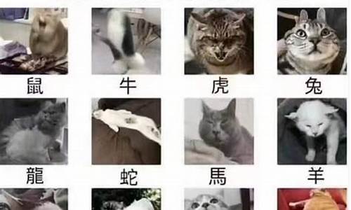 猫没当上十二生肖的动漫_猫咪没有成为十二生肖