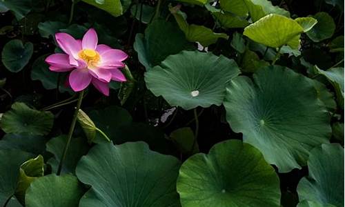 芙蓉出水是什么项目_芙蓉出水开什么生肖