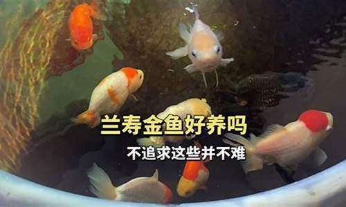 金鱼追求什么生肖_金鱼互相追逐