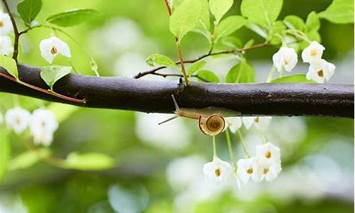 雨后春什么成语植物_雨后春天代表啥生肖