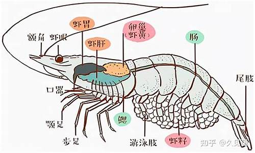 虾代表什么生肖啊_虾打一动物