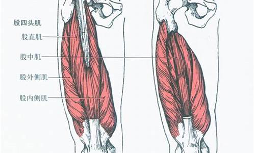 后腿肌肉叫什么_后腿肌肉发达是什么生肖