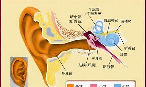 什么生肖听力不好_什么生肖的耳朵听力好