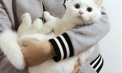 抱猫有什么讲究_抱猫回家寓意什么生肖