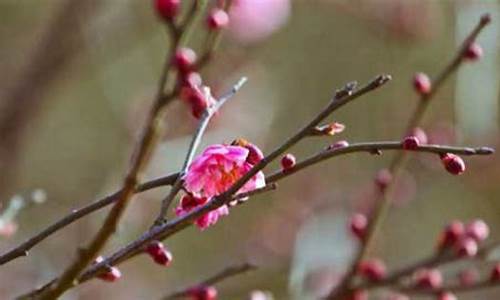 梅花一枝报三春的生肖_梅花一枝报三春解什么生肖