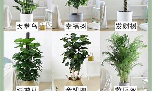 生肖猪客厅种什么植物_生肖猪适合种什么植物