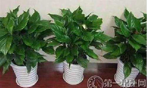 属龙招财植物图片-属龙生肖招财植物有哪些